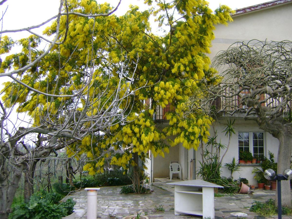 B&B La Mimosa Spello Luaran gambar